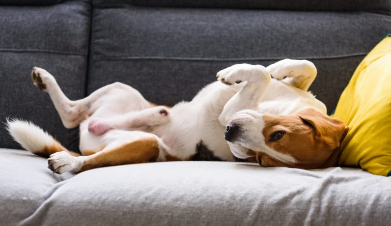 Beagle dog tired sleeps on a couch in funny position